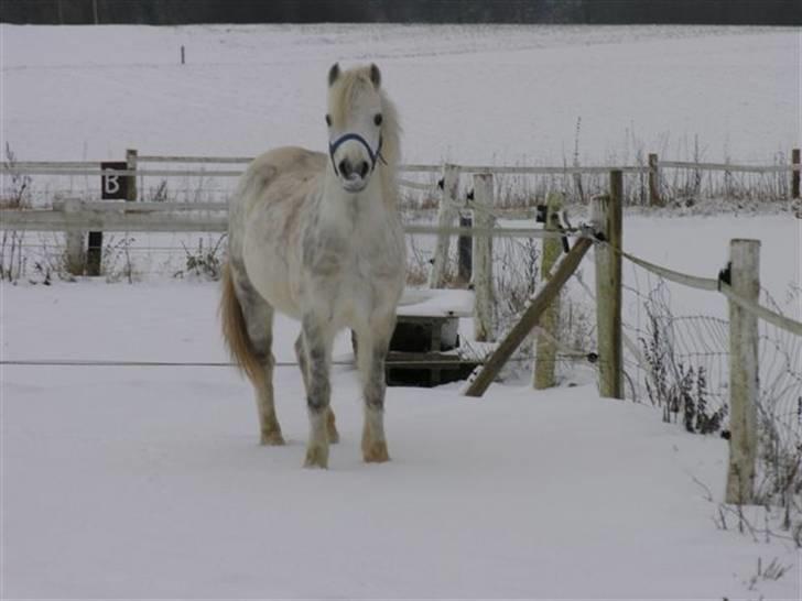 Welsh Pony (sec B) Honeycomb   - han så bare så godt u da vi så ham stå i sneen<3 billede 15