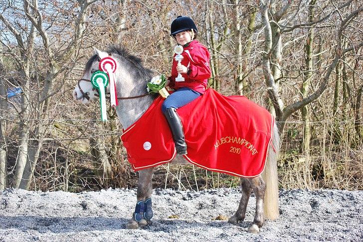 Welsh Mountain (sec A) Limelight af Ferslev/Championatsvinder 2010-11-12 - Limelight  - Vinder af SKRK´s Klubchampionat 2010 (spring pony) billede 4