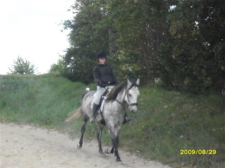 Hollandsk Sportspony Silver king  - Pænt billed billede 6