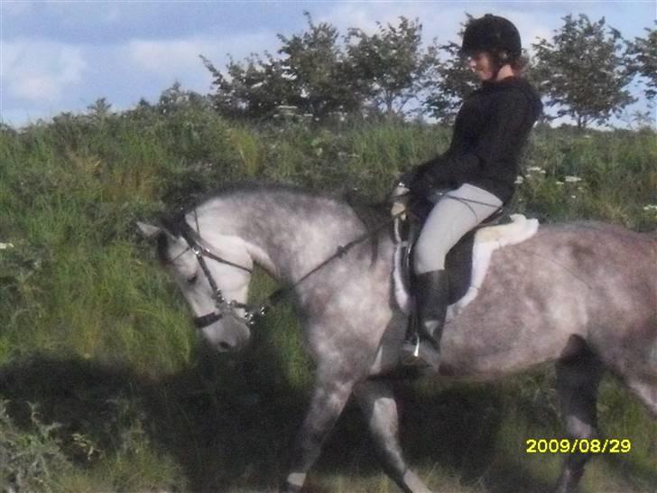 Hollandsk Sportspony Silver king  - Går pænt samlet. dog forlangt inde med hovedet billede 7