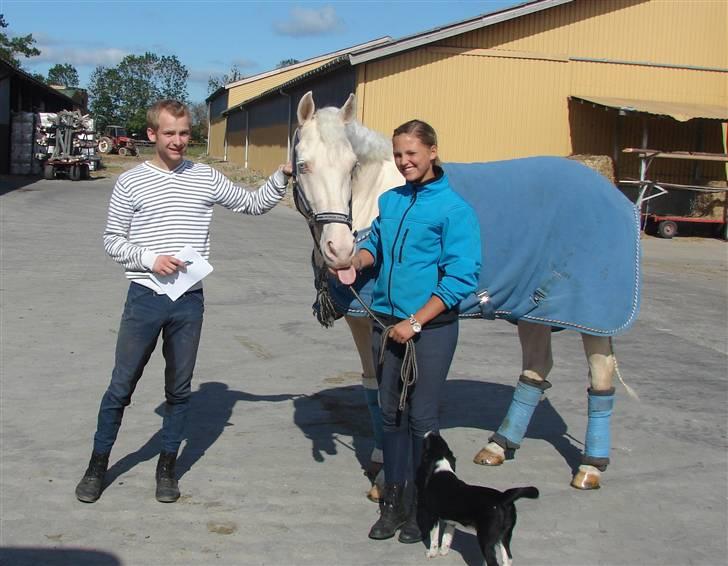 Palomino Sandgravgård Ricko SOLGT billede 18