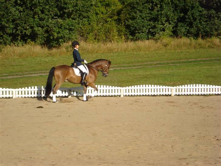 New Forest Borrebjergs Mascot R.I.P* billede 14