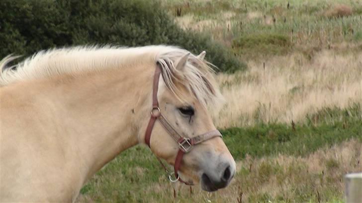 Fjordhest Chanel billede 1