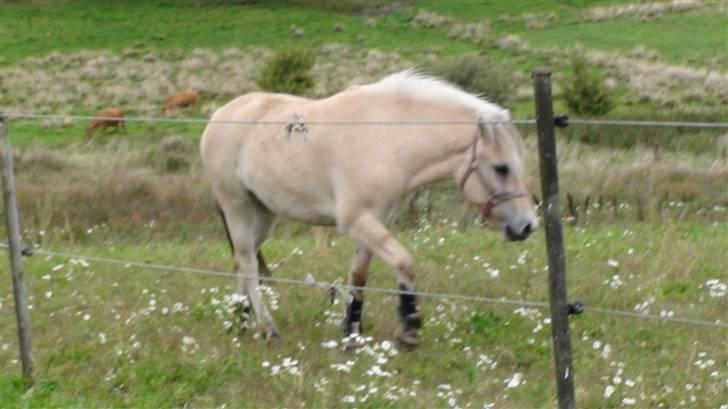 Fjordhest Chanel billede 2