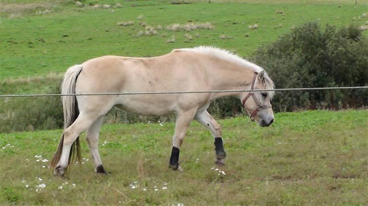 Fjordhest Chanel billede 3