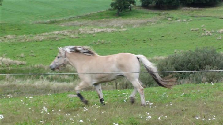 Fjordhest Chanel billede 4