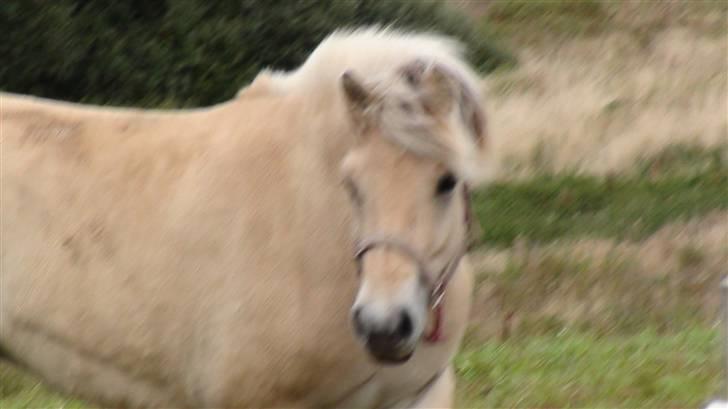 Fjordhest Chanel billede 5