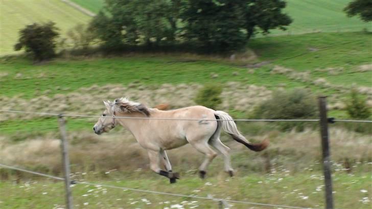 Fjordhest Chanel billede 6
