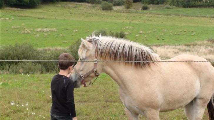 Fjordhest Chanel billede 7