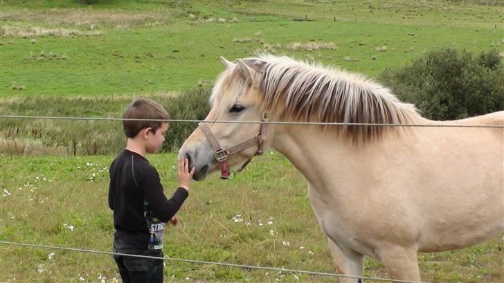 Fjordhest Chanel billede 8