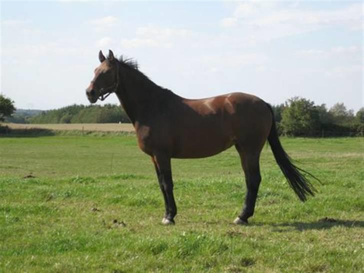 Dansk Varmblod Viekjærsvangs Mae West - Mae West lige ankommet til bakkely billede 7