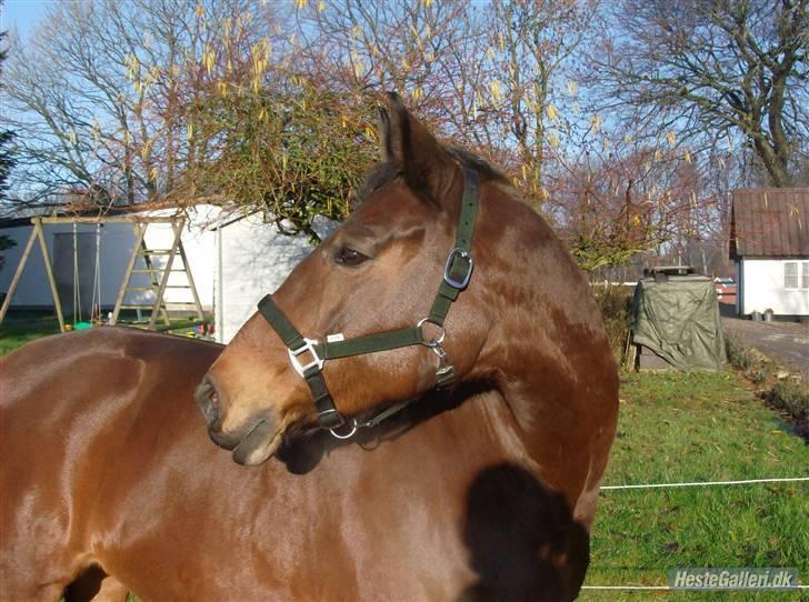Dansk Varmblod Viekjærsvangs Mae West - Hos gammel ejer billede 8