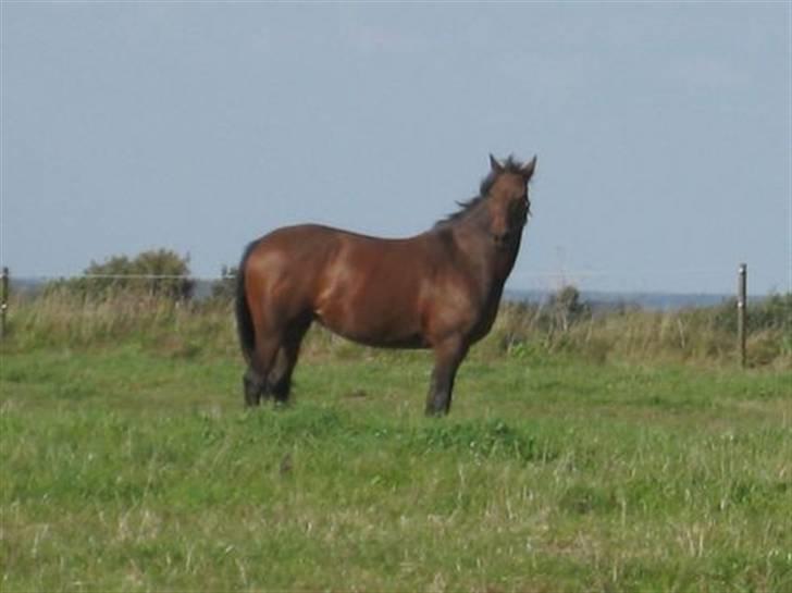 Dansk Varmblod Viekjærsvangs Mae West billede 9