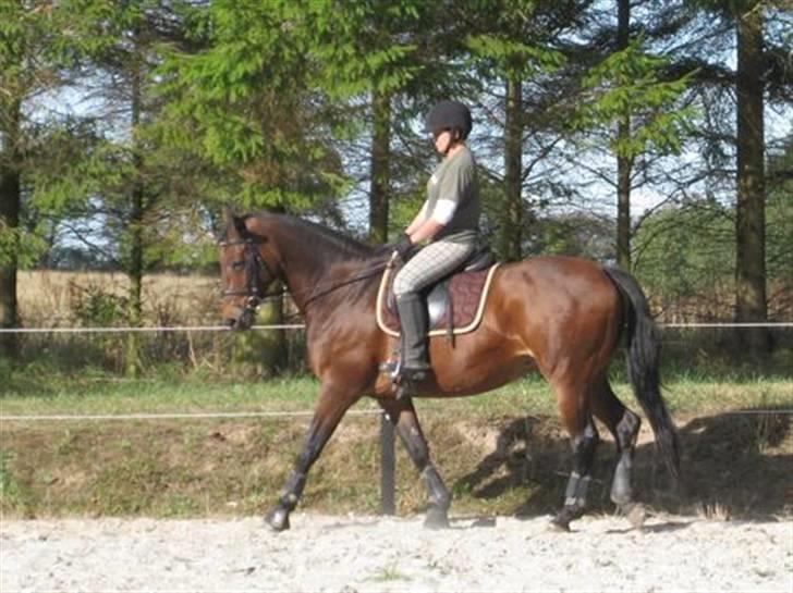 Dansk Varmblod Viekjærsvangs Mae West - 2 gang jeg rider på Mae West billede 10