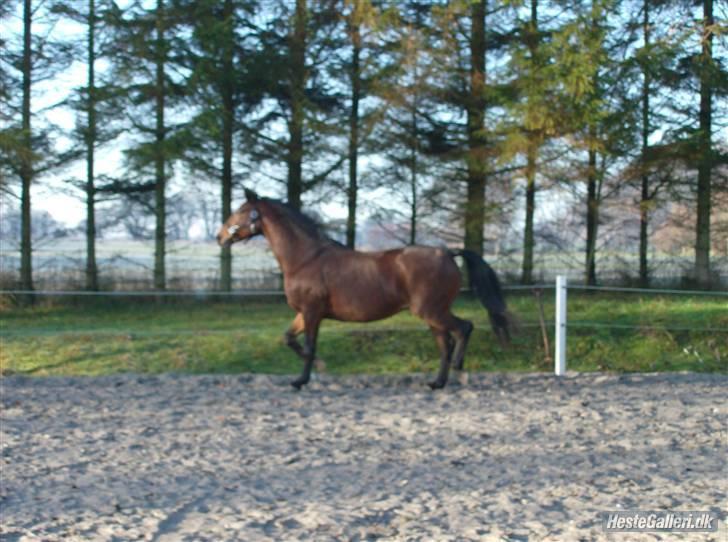 Dansk Varmblod Viekjærsvangs Mae West billede 11