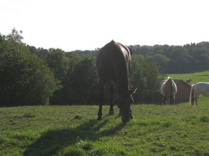 Dansk Varmblod Viekjærsvangs Mae West billede 12