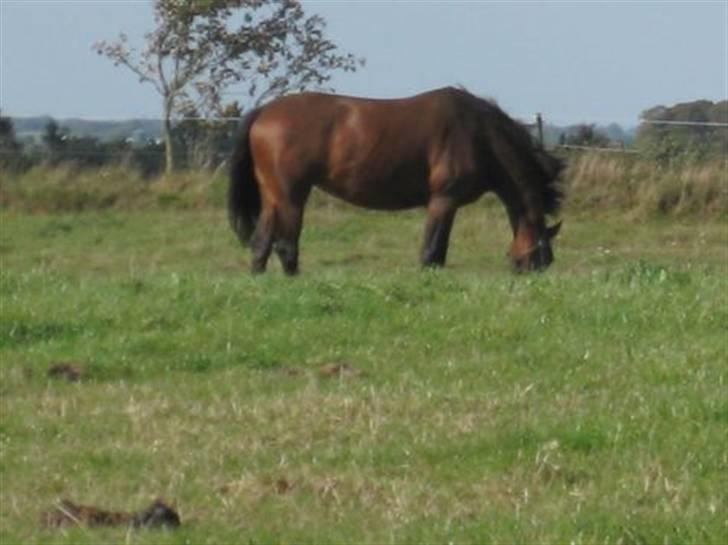 Dansk Varmblod Viekjærsvangs Mae West billede 13