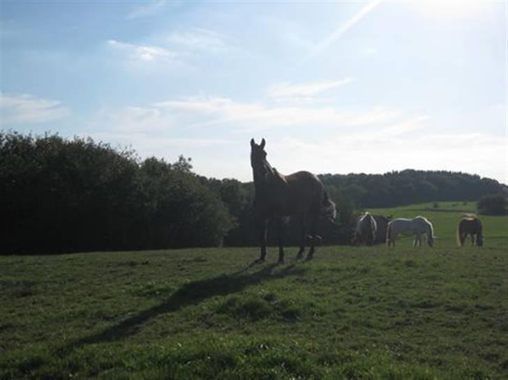 Dansk Varmblod Viekjærsvangs Mae West billede 14