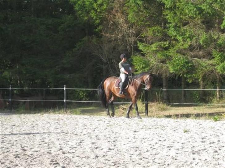 Dansk Varmblod Viekjærsvangs Mae West billede 15