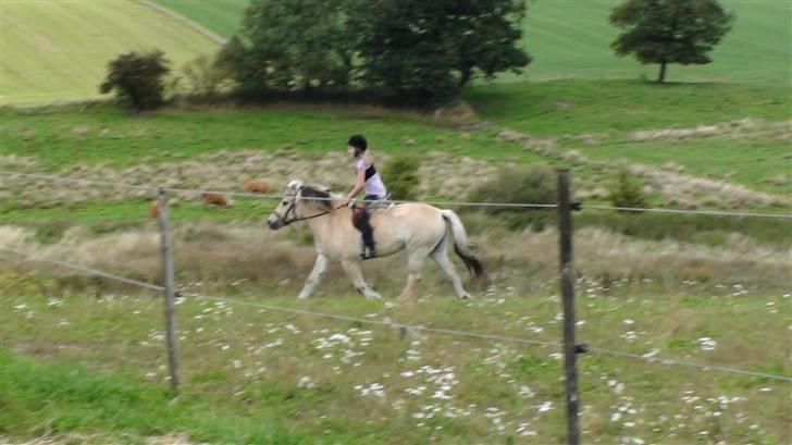 Fjordhest Lani 'smukke' - Hun elsker og være ude i det fri:) (der rider vi mest)!:´) billede 2