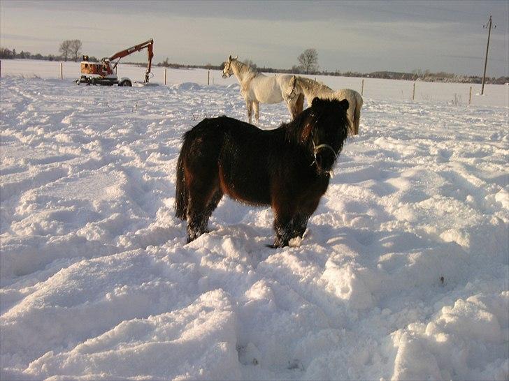 Anden særlig race Makker <3<3 - mig i sneen 2010 ;) er jeg ikke smuk ??  billede 9