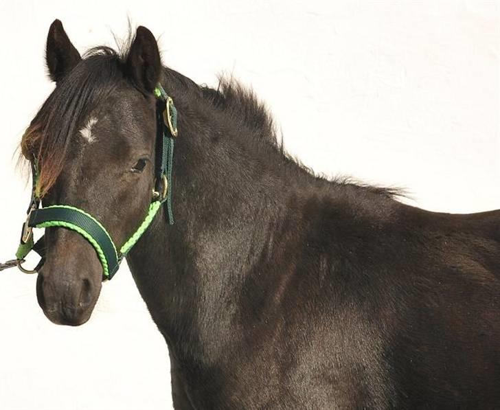 Welsh Mountain (sec A) Laibek's Leopold (Armani) - Er Jeg ikke bare smuk ??? billede 1