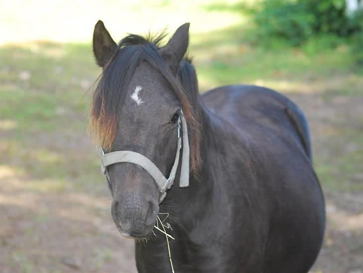 Welsh Mountain (sec A) Laibek's Leopold (Armani) - jeg kan da godt se sød ud for jeres skyld billede 3