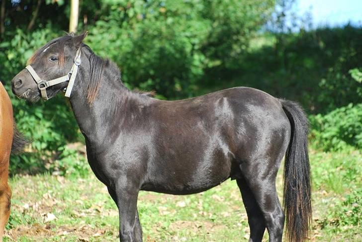 Welsh Mountain (sec A) Laibek's Leopold (Armani) - Der lugter af noget !!! billede 4