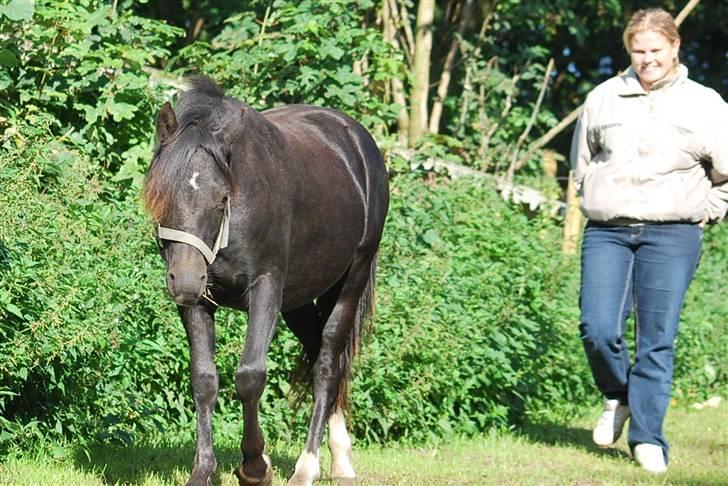 Welsh Mountain (sec A) Laibek's Leopold (Armani) - Jeg gider altså ikke lige nu billede 5