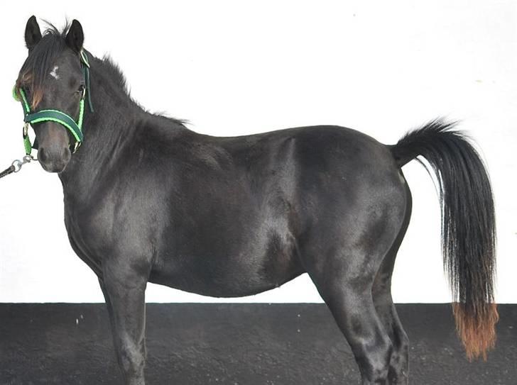 Welsh Mountain (sec A) Laibek's Leopold (Armani) - Nu er jeg klar , se så at få taget de billeder billede 6