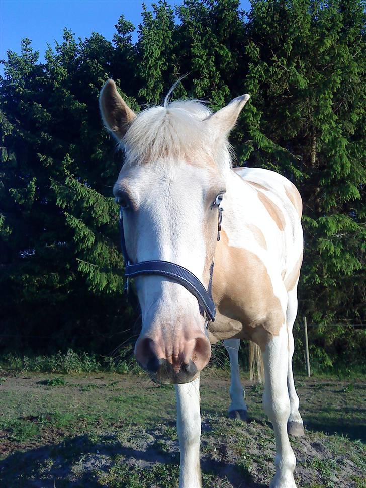 Anden særlig race Icey<33 ( rider ) billede 12