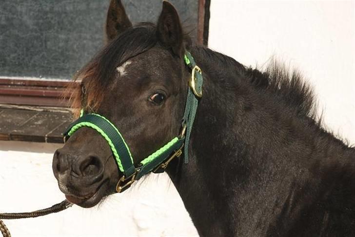 Welsh Mountain (sec A) Laibek's Leopold (Armani) - Smil billede 7