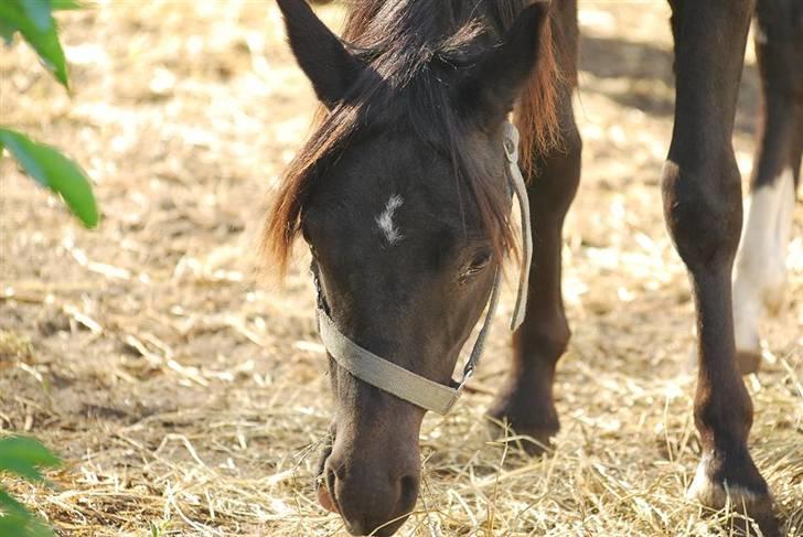 Welsh Mountain (sec A) Laibek's Leopold (Armani) - Mon der er lidt tilbage !!! billede 8