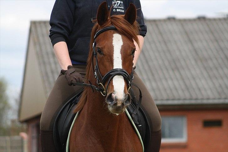 Dansk Varmblod Kanoir<3 - 14.05.2010 Kalle´s 4 års fødselsdag billede 3