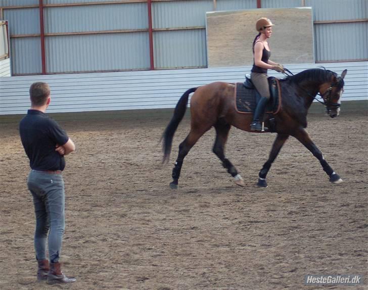 Dansk Varmblod Cello - Undervisning ved Thomas D. Larsen den 19. sep. Tak for billedet Kent :) billede 19