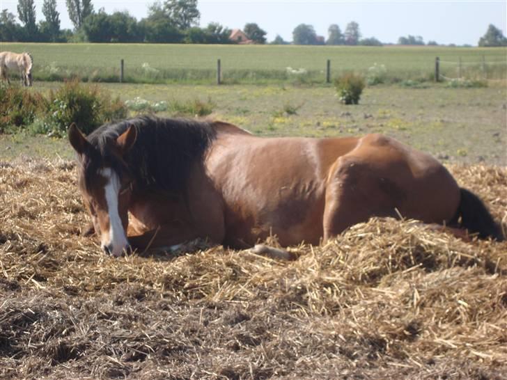 Anden særlig race Jack Dee - Lidt hygge på folden. Hvad skulle man gøre uden den sandbunke? billede 1