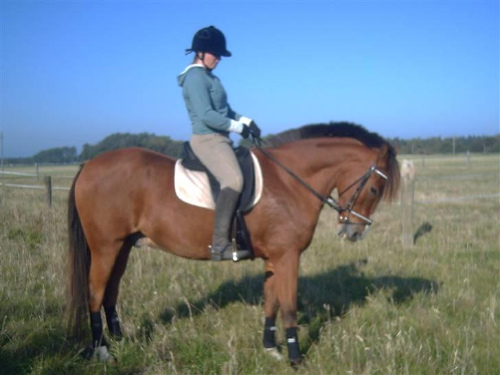 Anden særlig race Jack Dee - Træning hjemme på banen:)  billede 2