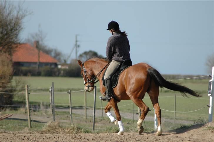 Anden særlig race Jack Dee - Træning hjemme på banen:)  billede 3
