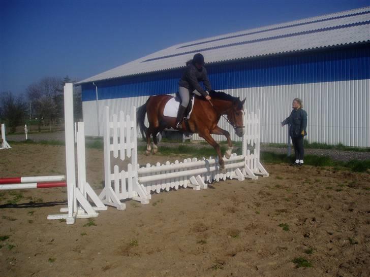 Anden særlig race Jack Dee - Springtræning :) billede 4