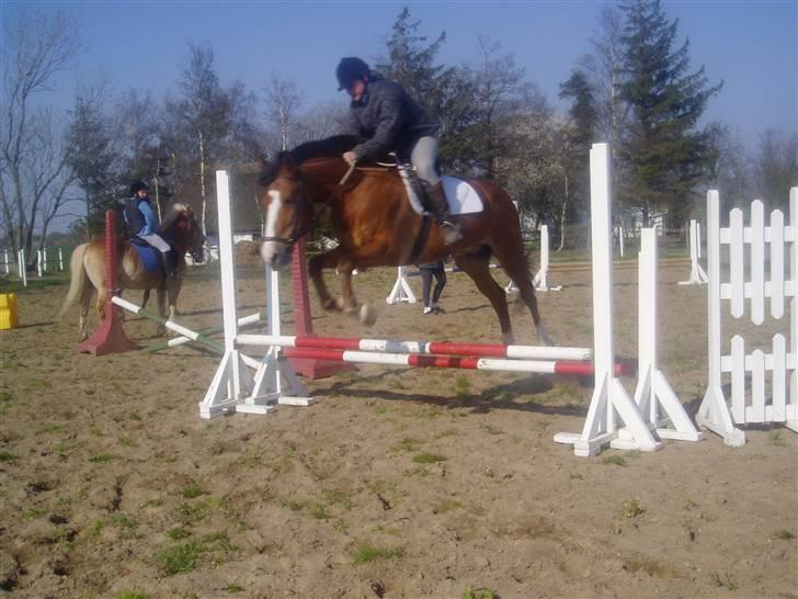 Anden særlig race Jack Dee - Springtræning :) billede 5