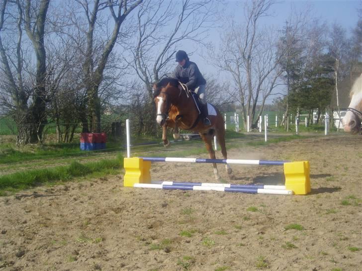 Anden særlig race Jack Dee - Springtræning :) billede 6