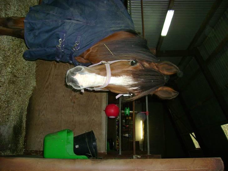 Anden særlig race Jack Dee - Bassen i sin boks. Er han ikke bare smuk? billede 7