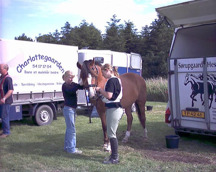 Anden særlig race Jack Dee - Ved at gøre os klar til dyrlægetjek. billede 8