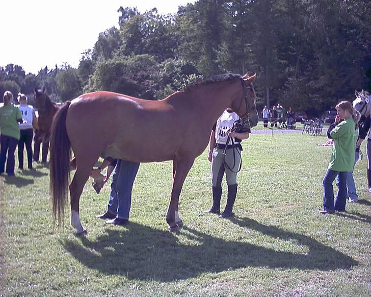 Anden særlig race Jack Dee - Dyrlægetjek. Han står så fint:) billede 9
