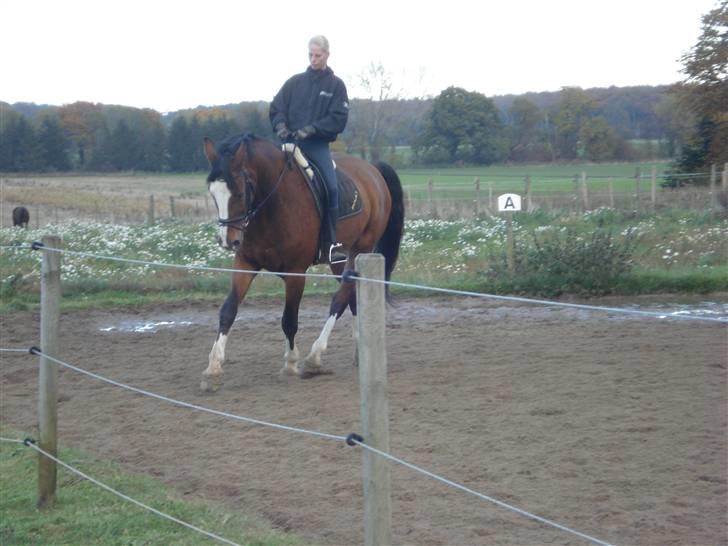 Dansk Varmblod Rocky billede 19