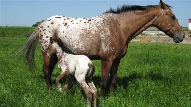 Knabstrupper Bækkeskov´s Pondora  - Pondora med sit dejlige føl. billede 2