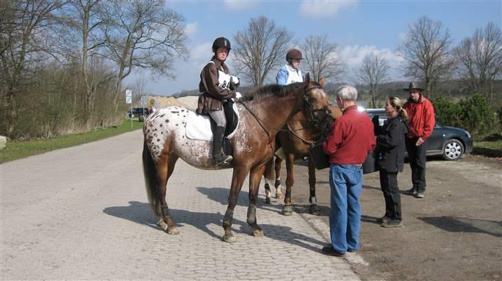 Knabstrupper Bækkeskov´s Pondora  - Distance ridt i slagelse billede 3