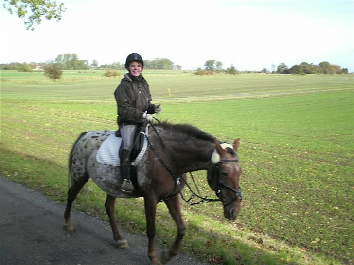 Knabstrupper Bækkeskov´s Pondora  - på vej til skoven med Anja. (det er hende der tager billedet) billede 5
