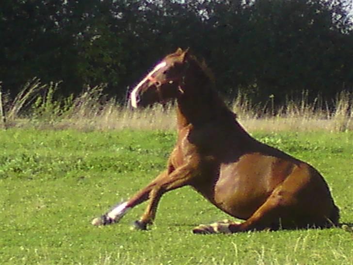 Anden særlig race polly (solgt) billede 15