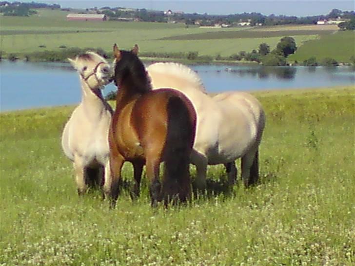 Anden særlig race Shirinja billede 1